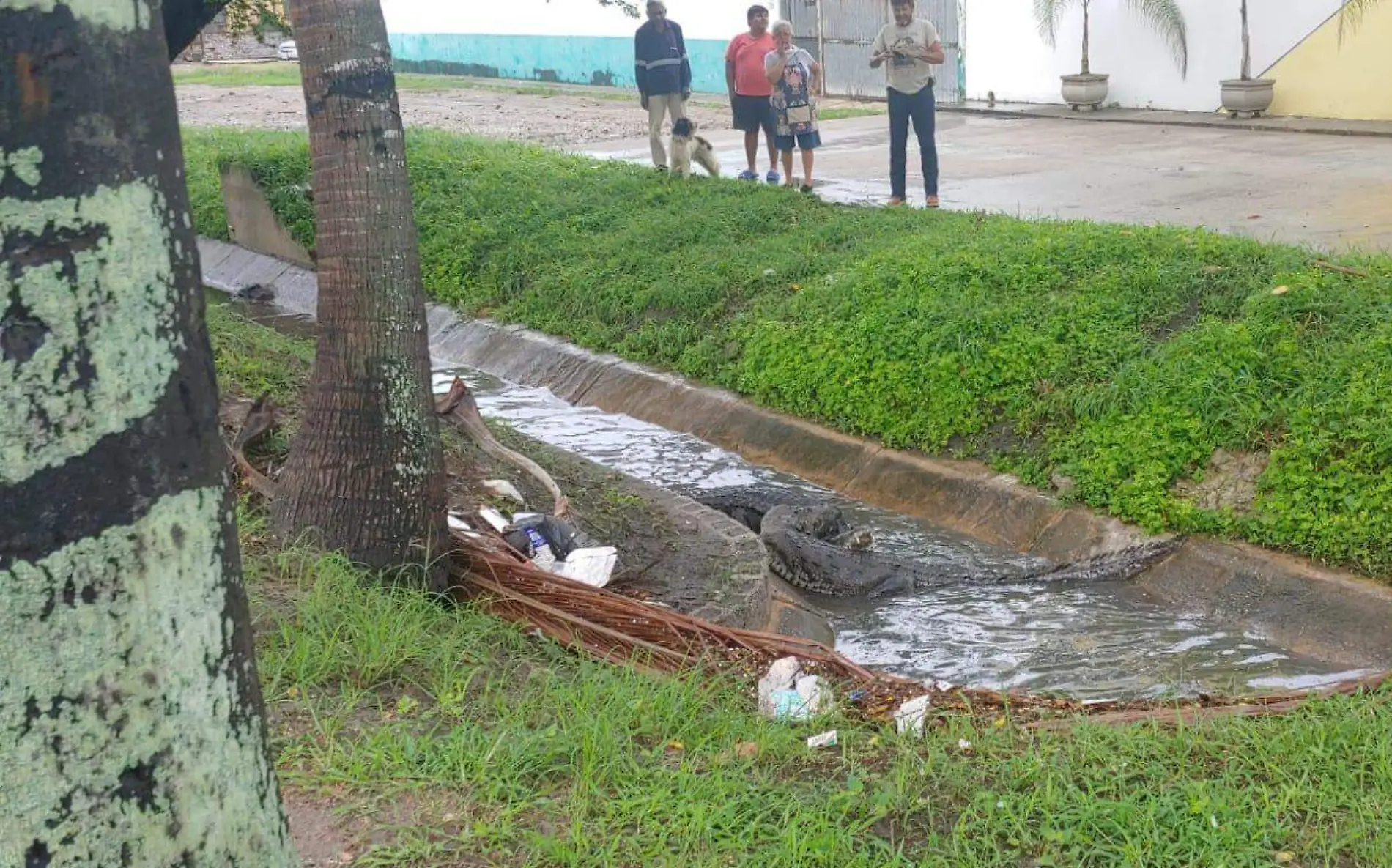 Cocodrilos en pelea callejera de Tampico